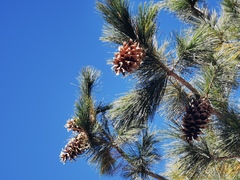 Pinus stylesii