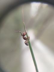 Ophiocordyceps camponoti-floridani