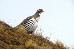 Tetraogallus tibetanus