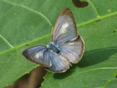 Acytolepis puspa