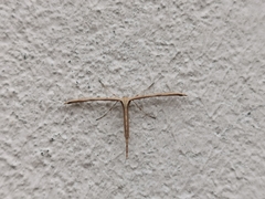 Emmelina monodactyla