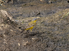 Motacilla flava beema