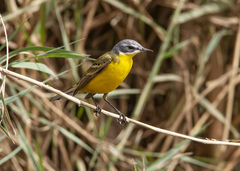 Motacilla flava beema