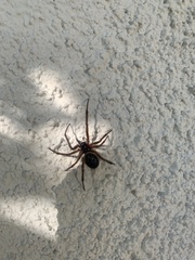 Araneae