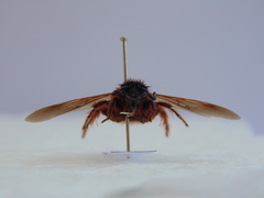 Dasyscolia ciliata