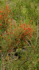 Ephedra equisetina