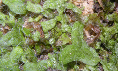 Riccia rhenana