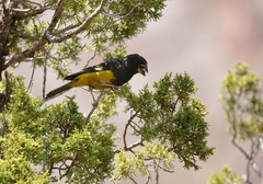 Mycerobas carnipes