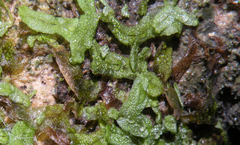 Riccia rhenana