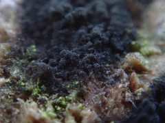 Bispora pallescens