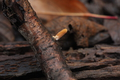 Macrotyphula contorta