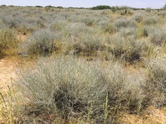 Sporobolus flexuosus