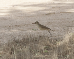 Acrocephalus griseldis