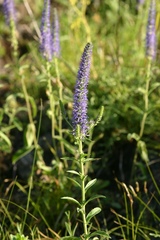 Veronica porphyriana