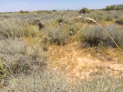 Sporobolus flexuosus