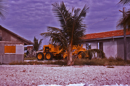 Cocos nucifera - Whole tree