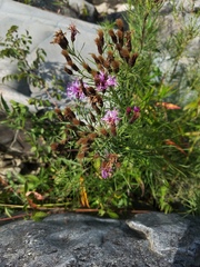 Vernonia lettermannii