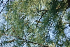 Phylloscopus borealis