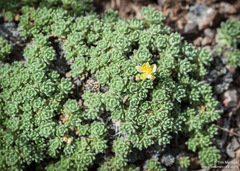 Cusickiella quadricostata