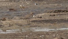 Charadrius asiaticus