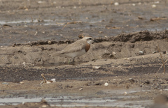 Charadrius asiaticus