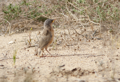 Afghan Babbler (Argya huttoni), photo 8