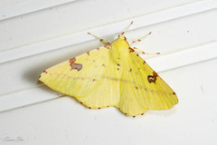Opisthograptis punctilineata