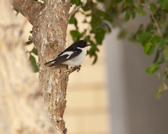 Ficedula semitorquata