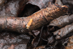 Macrotyphula contorta