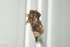Hampsonella arizana