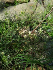 Brickellia eupatorioides texana