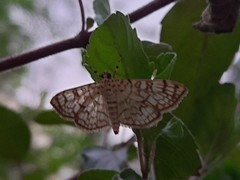 Haritalodes derogata