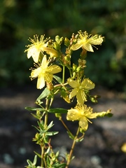 Hypericum elegans