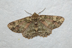 Paradarisa chloauges