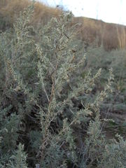 Artemisia austriaca