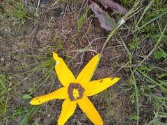 Pauridia canaliculata