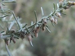 Artemisia austriaca