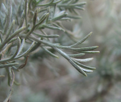 Artemisia austriaca
