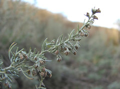 Artemisia austriaca