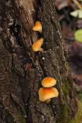 Flammulina elastica