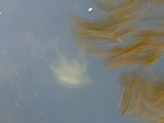 Chrysaora chesapeakei