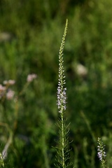 Veronica pinnata
