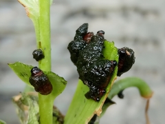 Lilioceris faldermanni
