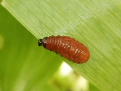 Lilioceris faldermanni