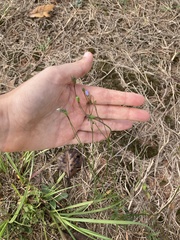 Wahlenbergia marginata