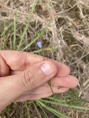 Wahlenbergia marginata