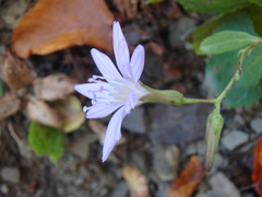 Cicerbita prenanthoides