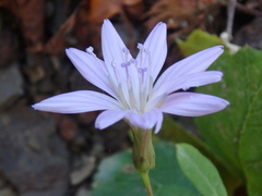 Cicerbita prenanthoides