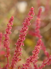 Rumex bucephalophorus