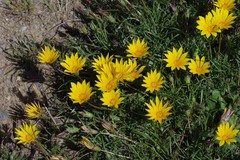Gazania linearis linearis